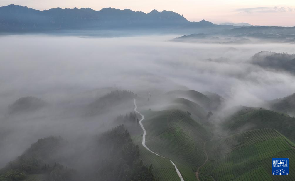 湖北鹤峰：雾笼茶园美如画