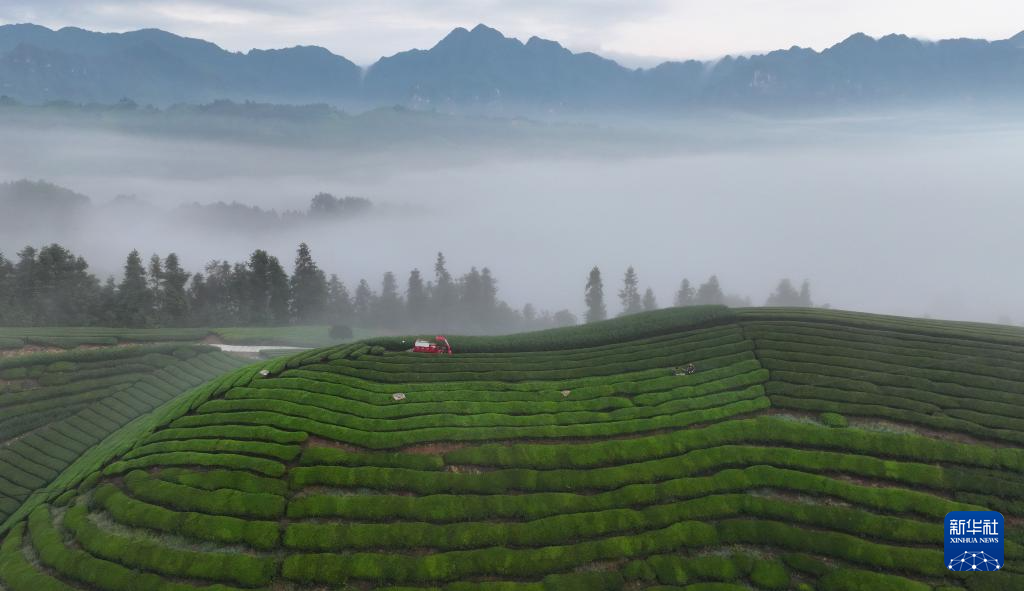 湖北鹤峰：雾笼茶园美如画