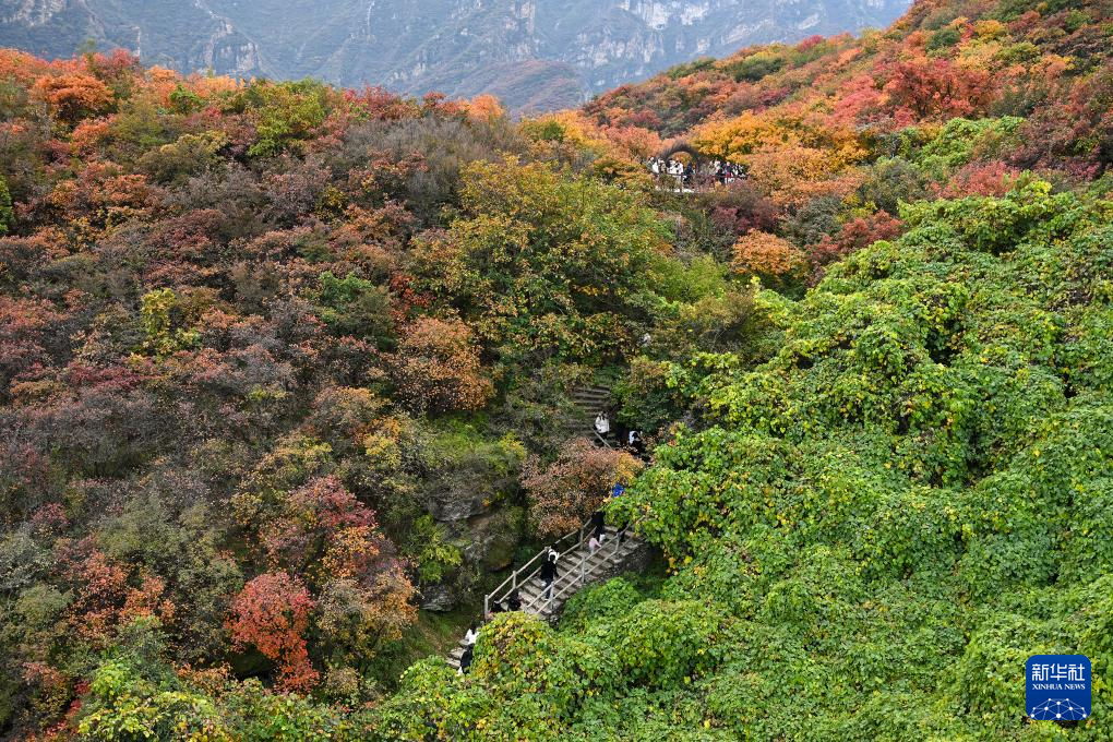 北京坡峰岭：秋日红叶引游人