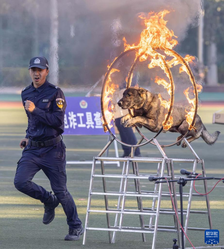 第六届全国警犬技术比赛圆满收官