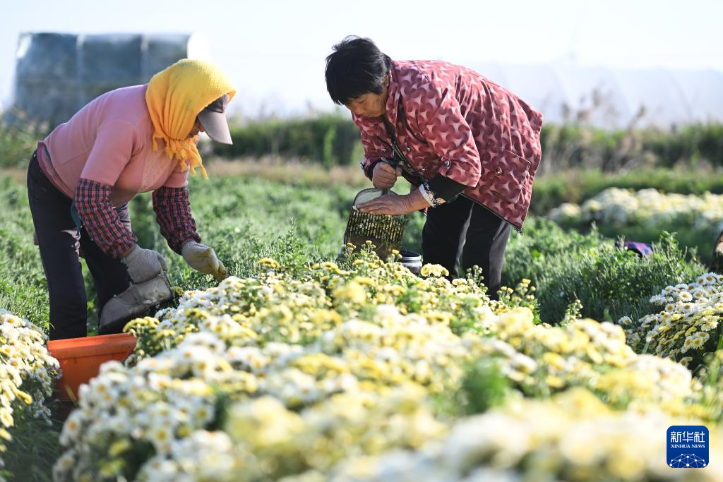 江苏射阳：菊花采收忙