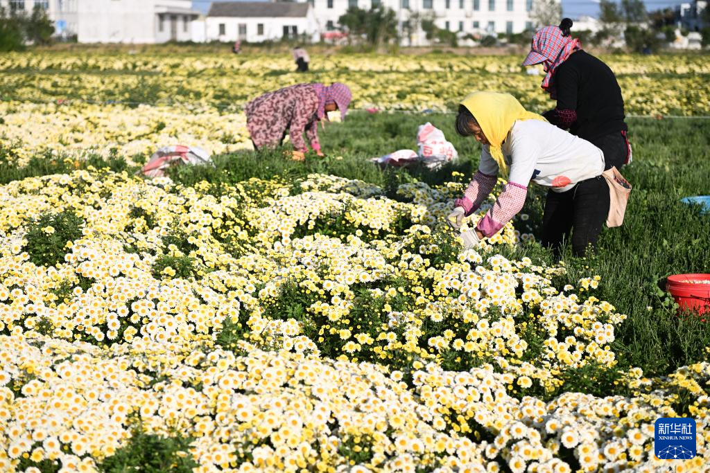 江苏射阳：菊花采收忙