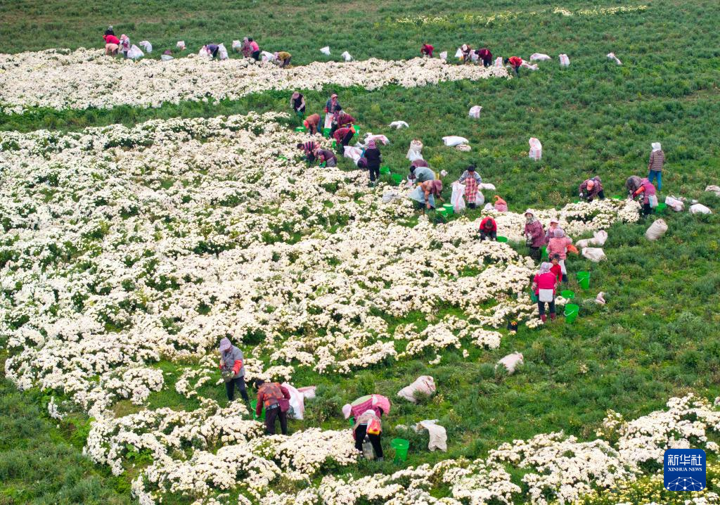 江苏射阳：菊花采收忙