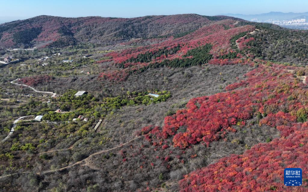 漫山秋叶 层林尽染