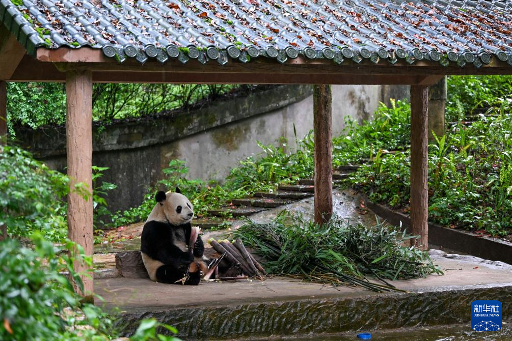 来看，“海归”大熊猫们的幸福生活