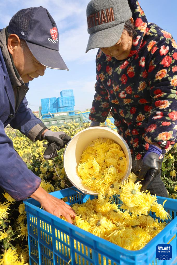 江苏如东：金丝皇菊采收加工忙