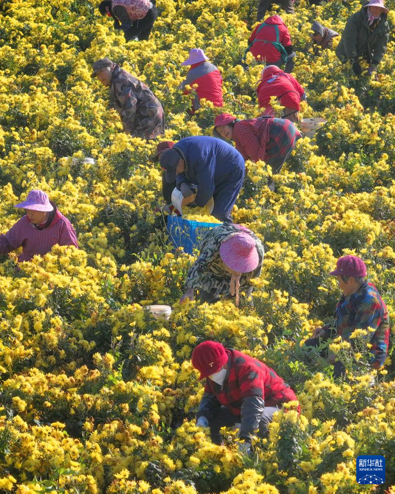 江苏如东：金丝皇菊采收加工忙