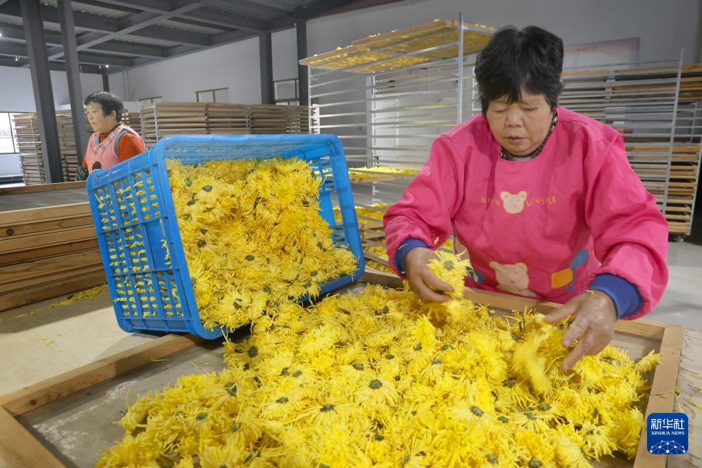 江苏如东：金丝皇菊采收加工忙