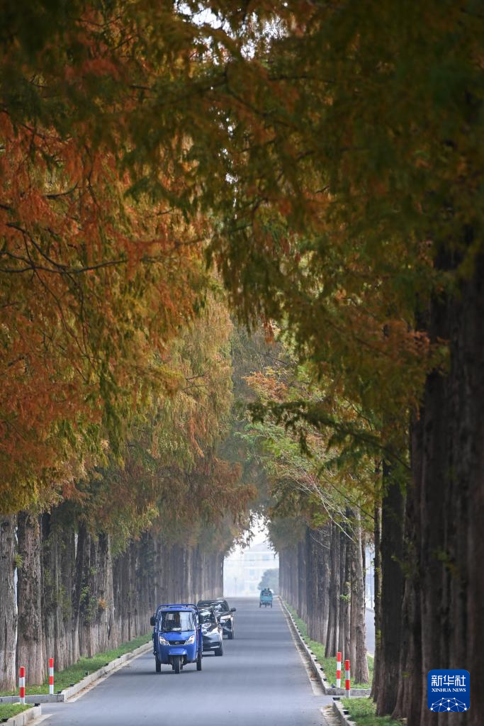 高质量发展调研行丨梅蓉村：从美丽乡村到艺术乡村