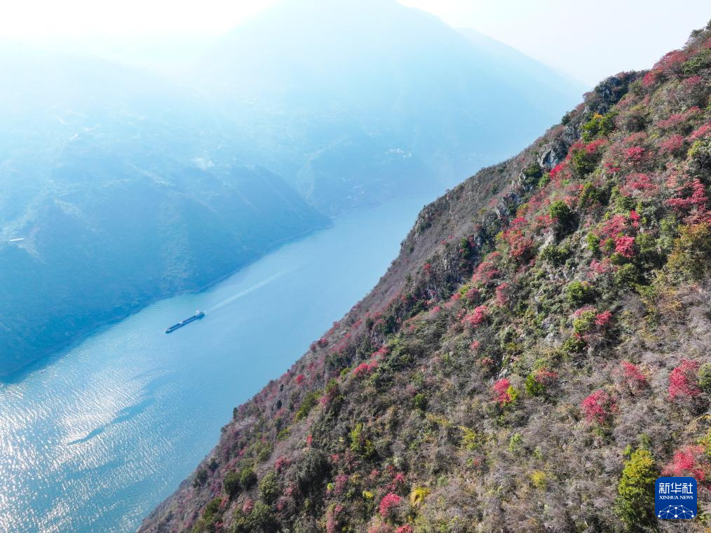 重庆巫山红叶进入最佳观赏期