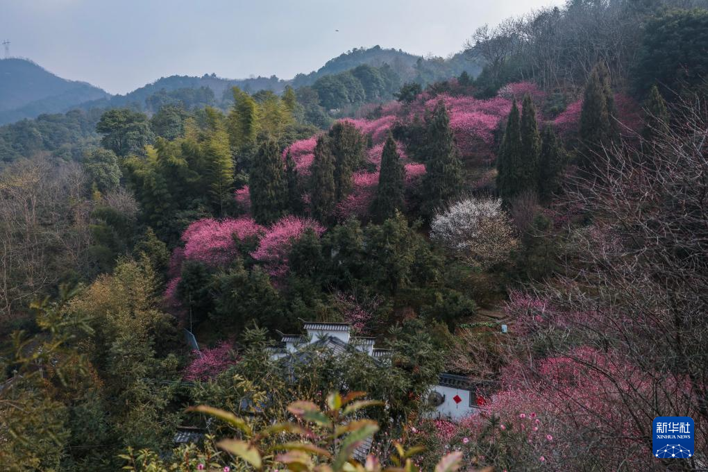 五彩梅园开启春季乡村旅游季