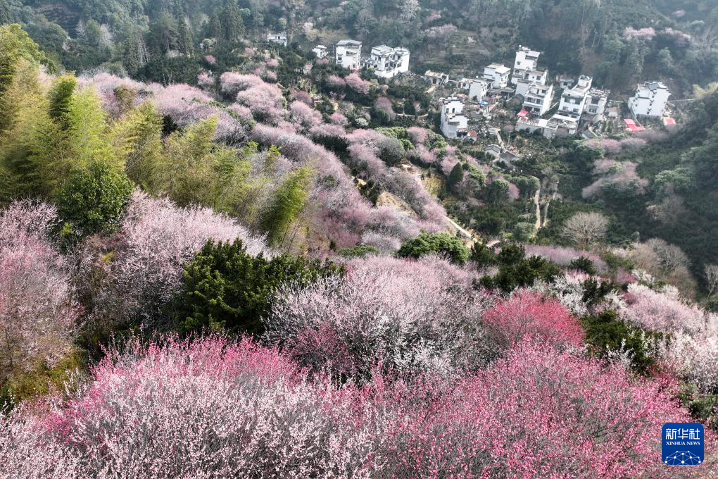 花开春意浓