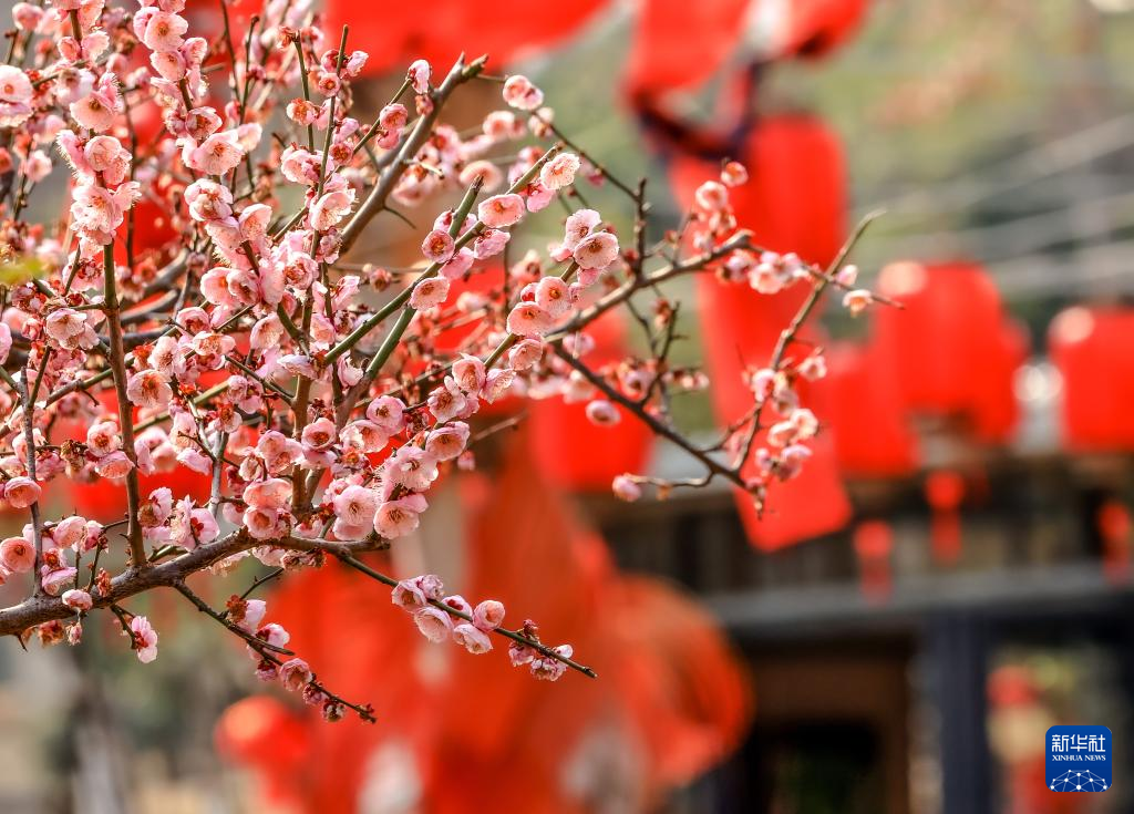 花开春意浓