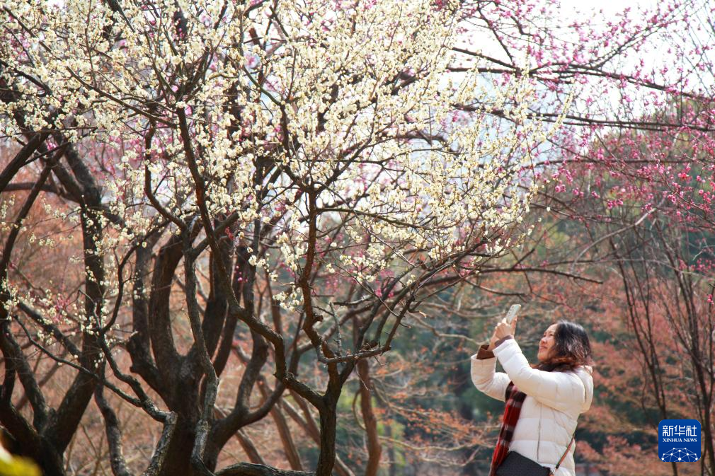 花开春意浓