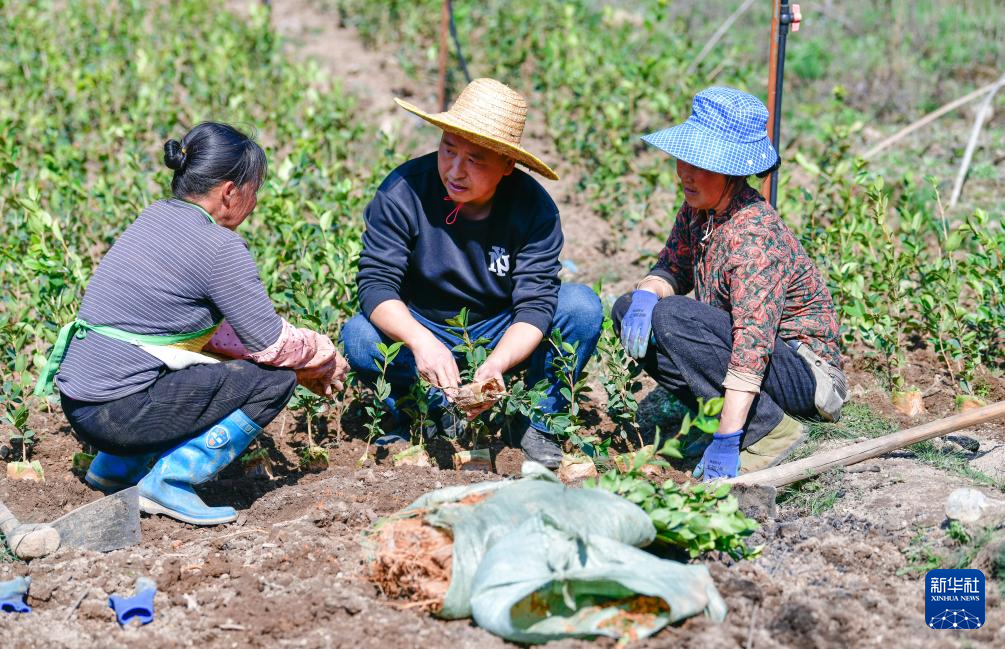 坚守荒山植绿 4000亩草坡变“花果园”