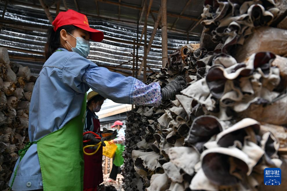 海南：食用菌科技小院助农增收