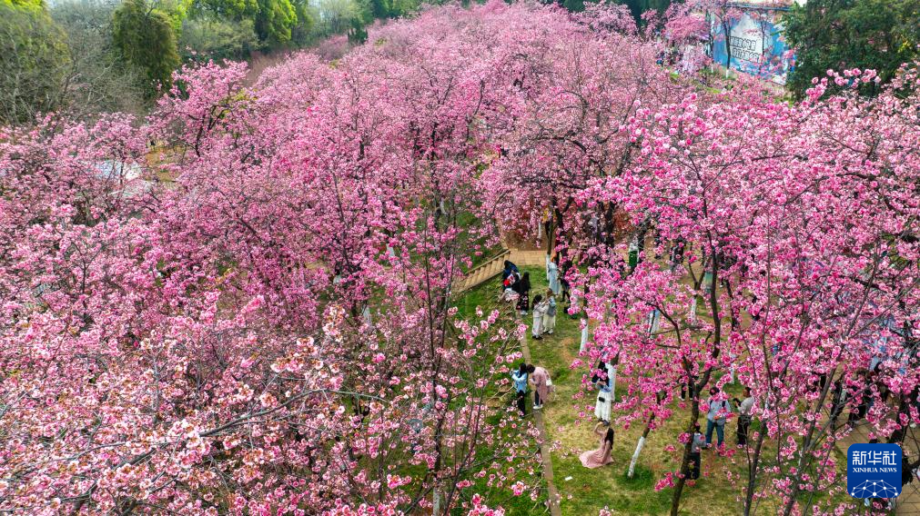 云南昆明：樱花绚烂春意浓