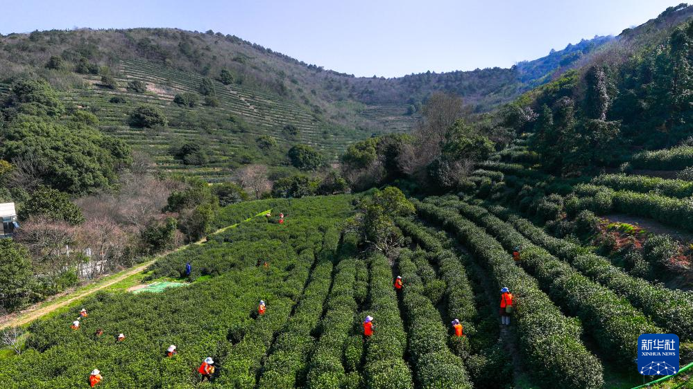 苏州洞庭山：碧螺春茶迎来采摘期