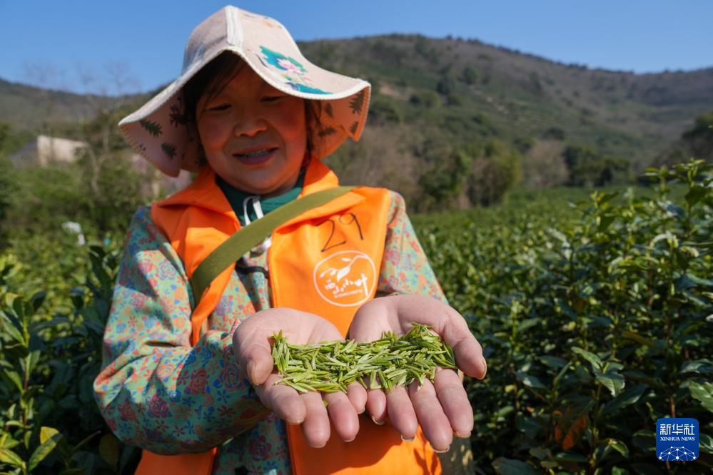 苏州洞庭山：碧螺春茶迎来采摘期