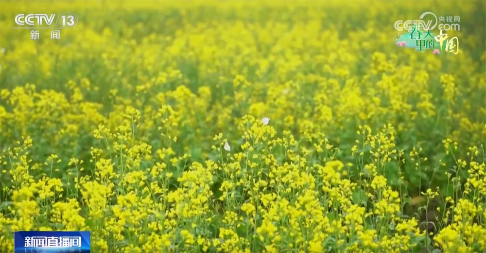 现代农机为传统农业注入新动能 万象“耕”新奏响“春耕进行曲”