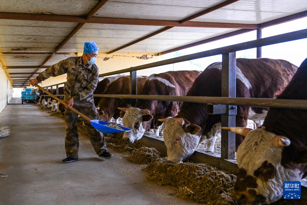 内蒙古鄂尔多斯：肉牛养殖助力乡村振兴
