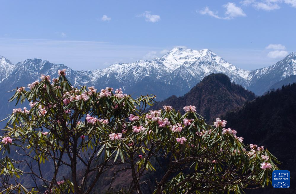 四川平武:千亩高山杜鹃花开迎客来