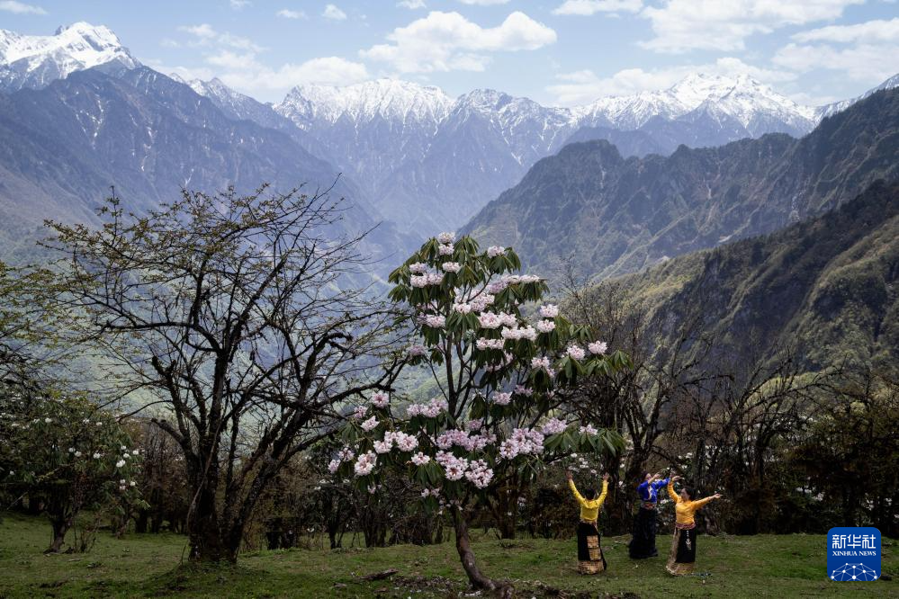 四川平武:千亩高山杜鹃花开迎客来