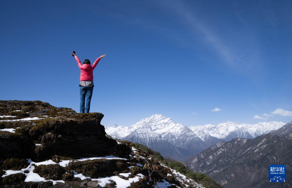 四川平武:千亩高山杜鹃花开迎客来