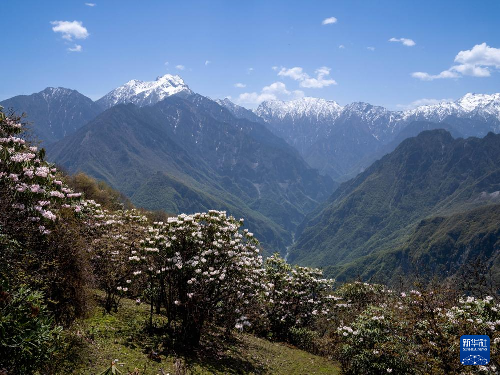 四川平武:千亩高山杜鹃花开迎客来