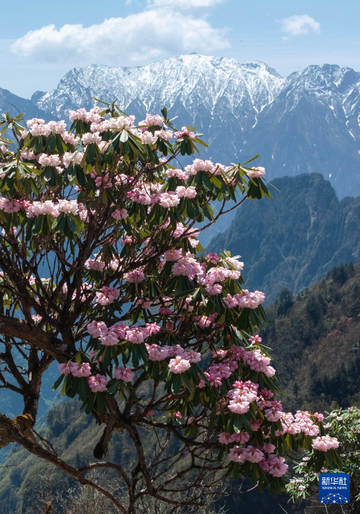 四川平武:千亩高山杜鹃花开迎客来