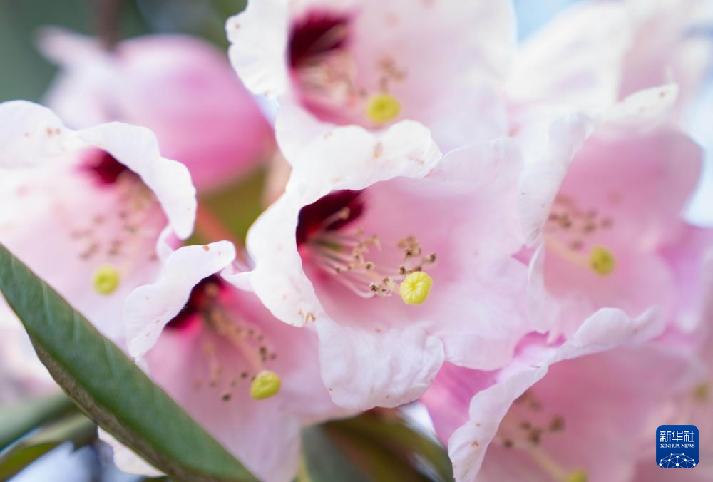 四川平武:千亩高山杜鹃花开迎客来