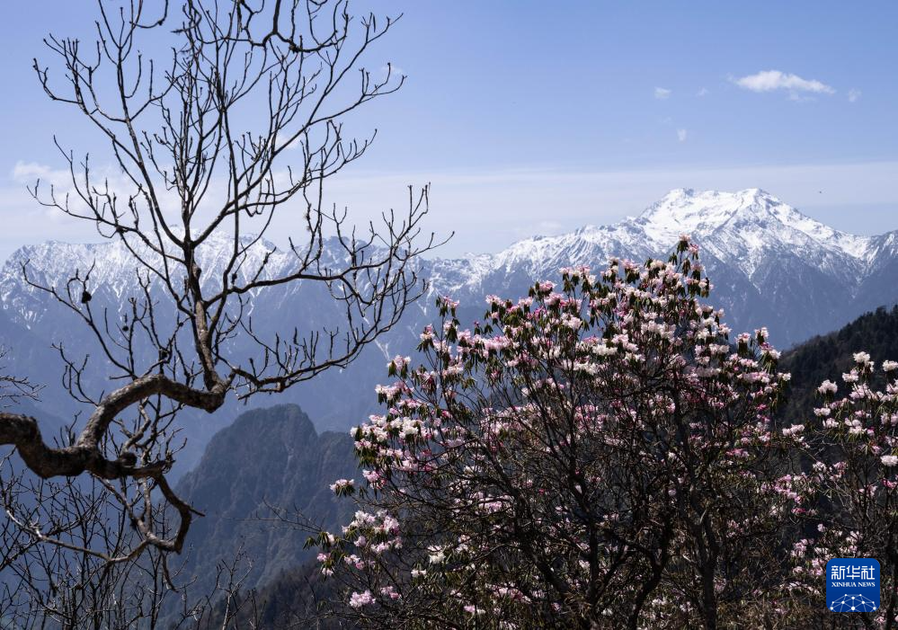 四川平武:千亩高山杜鹃花开迎客来