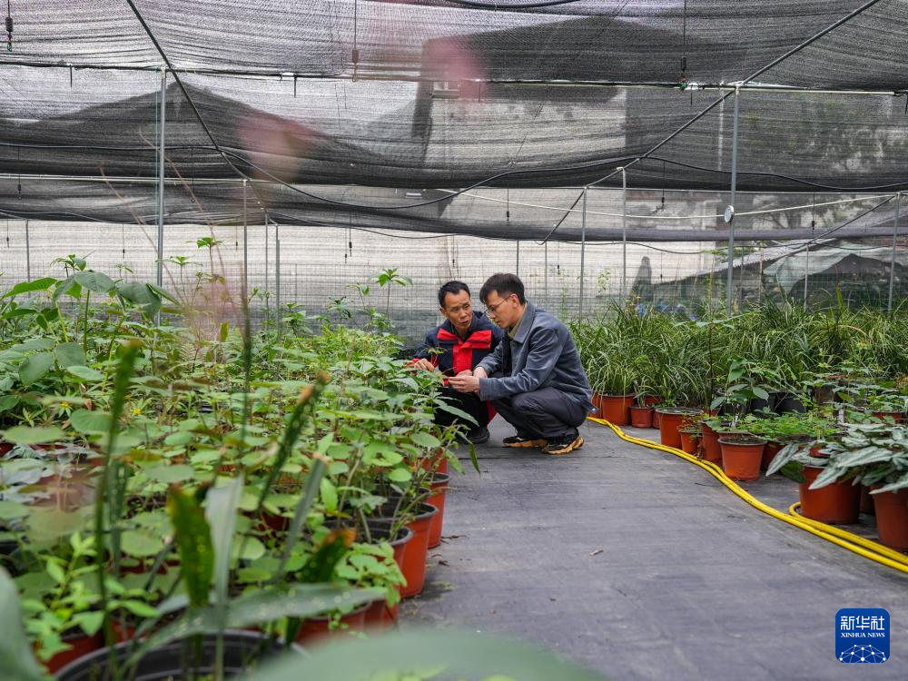 父子携手17载守护汶川这片“植物王国”