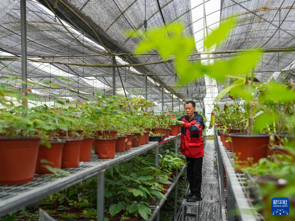 父子携手17载守护汶川这片“植物王国”