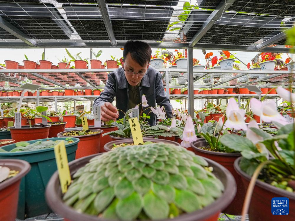 父子携手17载守护汶川这片“植物王国”