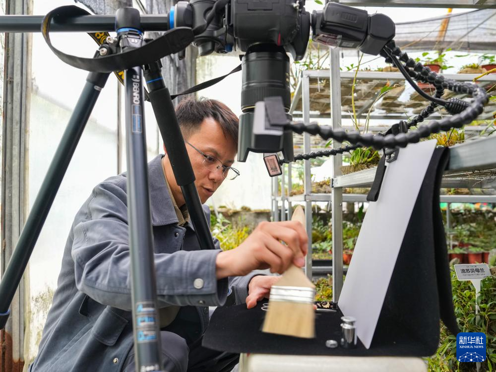 父子携手17载守护汶川这片“植物王国”