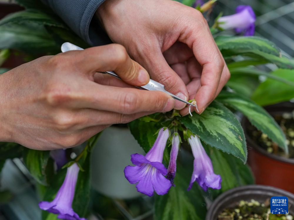 父子携手17载守护汶川这片“植物王国”
