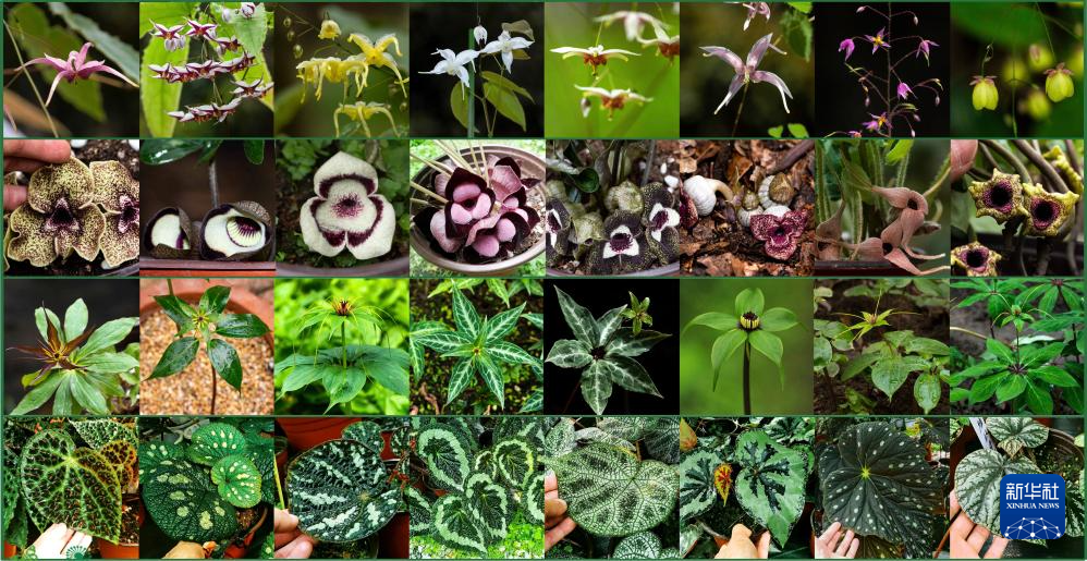 父子携手17载守护汶川这片“植物王国”