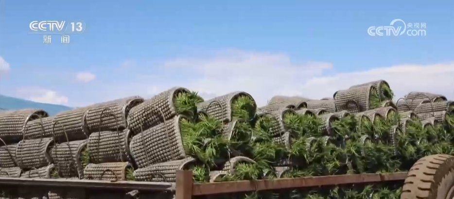 “良种+良机+良法”助力增产增收 希望的田野上绘就如画“丰”景