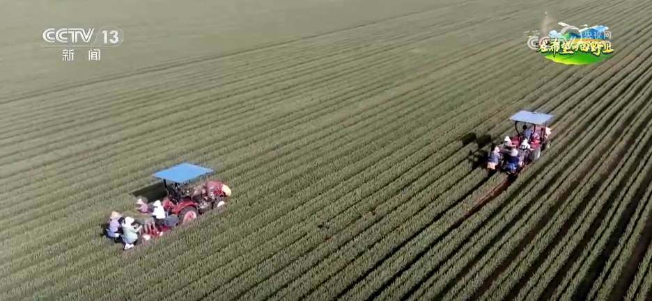 “良种+良机+良法”助力增产增收 希望的田野上绘就如画“丰”景
