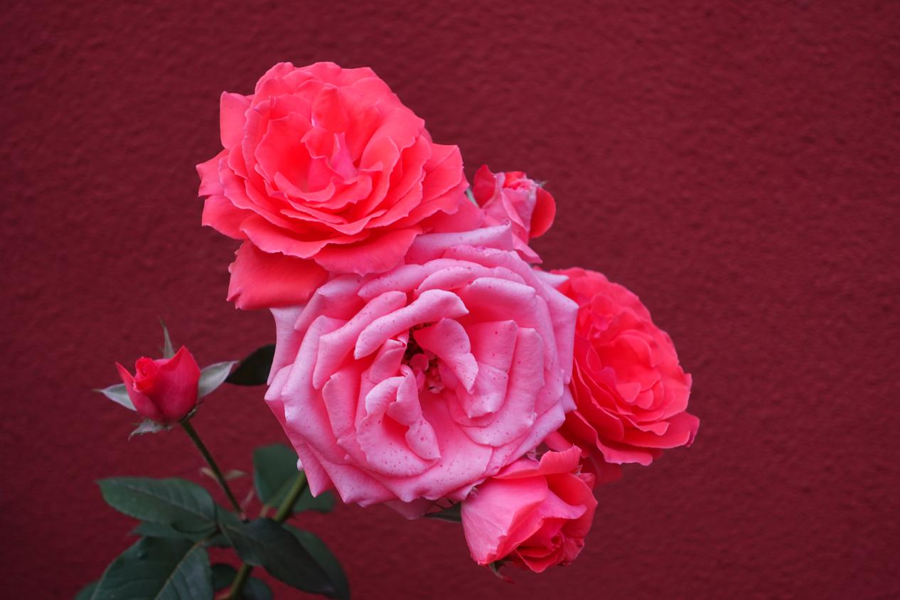 在首都北京,赴一场与月季的“倾城之约”