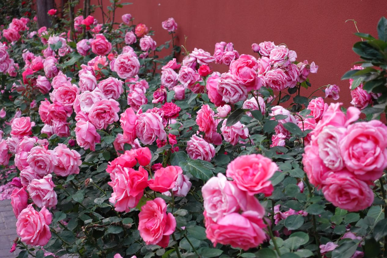 在首都北京,赴一场与月季的“倾城之约”