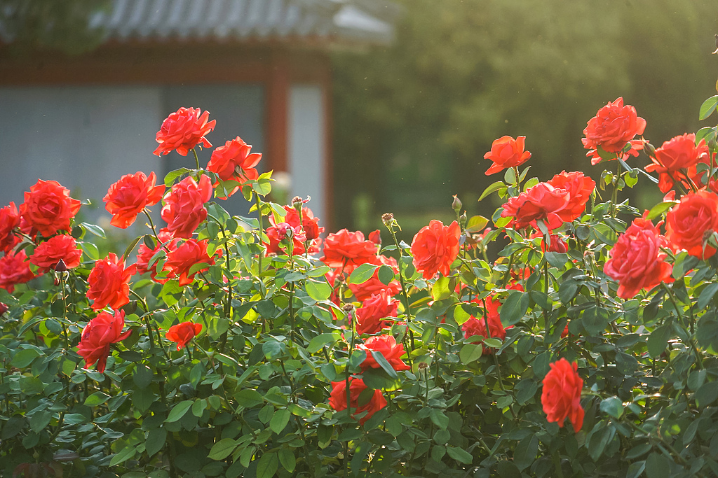 在首都北京,赴一场与月季的“倾城之约”