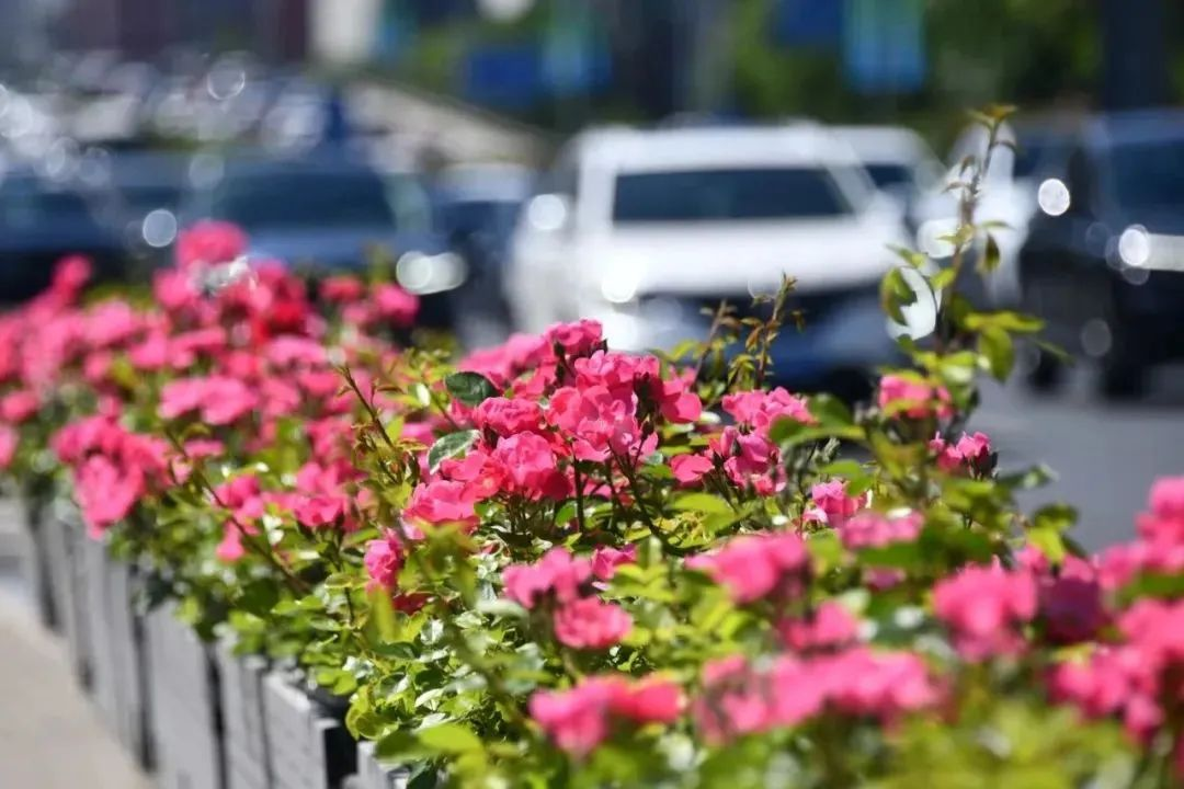 在首都北京,赴一场与月季的“倾城之约”