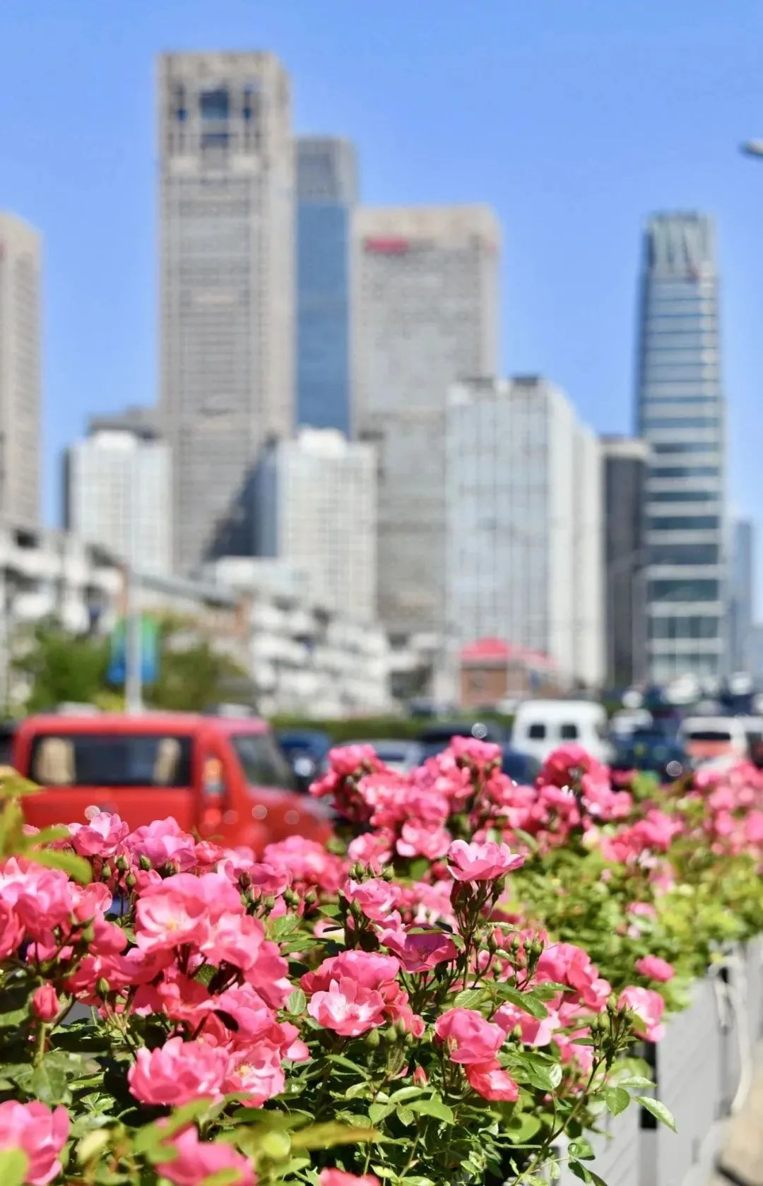 在首都北京,赴一场与月季的“倾城之约”