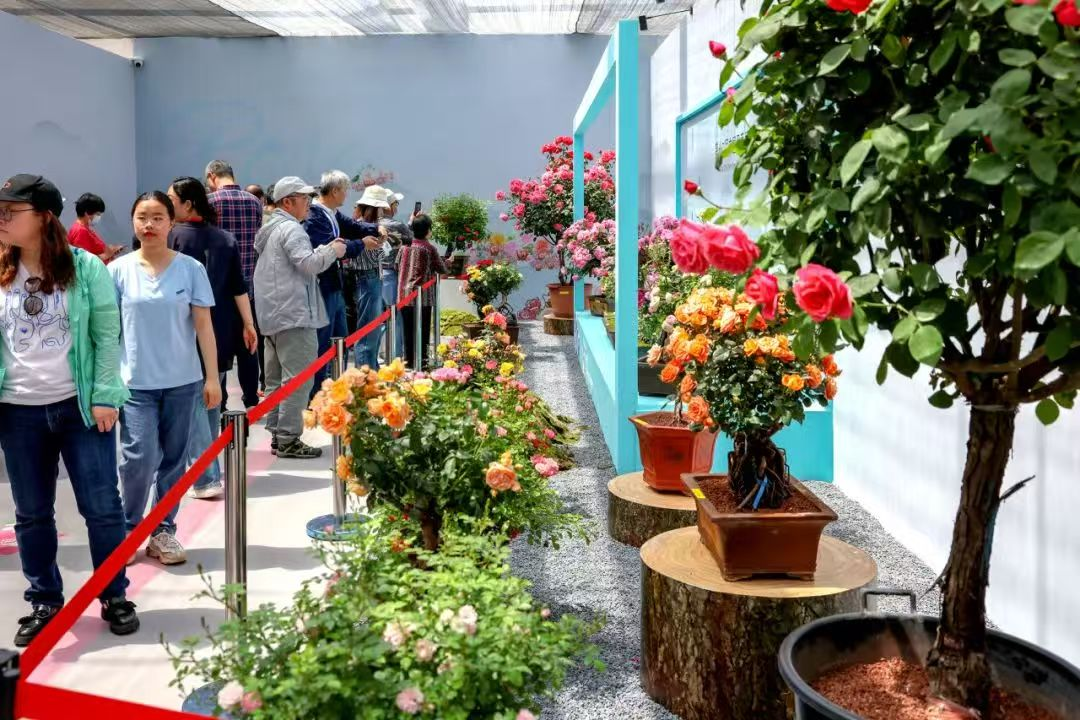 在首都北京,赴一场与月季的“倾城之约”