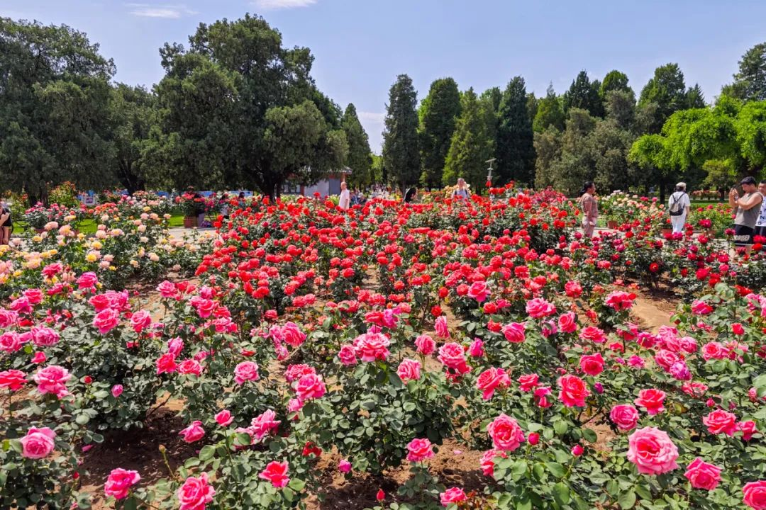 在首都北京,赴一场与月季的“倾城之约”