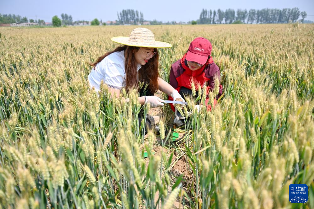 河北曲周:科技小院忙“三夏”