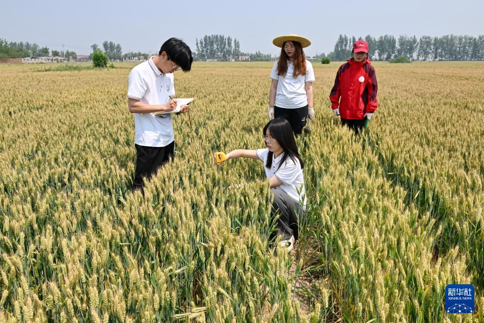 河北曲周:科技小院忙“三夏”