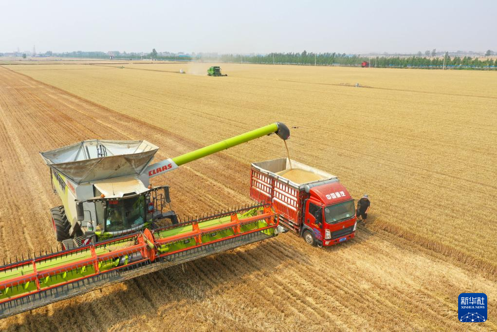 “中原粮仓”麦收过半